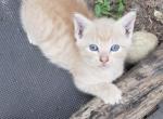 Gracie litter - Manx Kitten For Sale - Willow Spring&comma; NC&comma; US