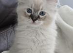 Lovely Boy Lynx - Ragdoll Kitten For Sale - Southwick&comma; MA&comma; US