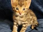 Brown spotted bengal kitten available - Bengal Kitten For Sale - 