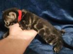 Charcoal bengal kitten available for sale - Bengal Kitten For Sale - Saint Augustine&comma; FL&comma; US