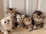 Scottish Fold and Sottish Staright kittens - Scottish Fold Kitten For Sale - Elmwood Park&comma; IL&comma; US