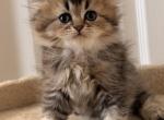 Scottish Fold and Sottish Staright kittens - Scottish Fold Kitten For Sale - Elmwood Park&comma; IL&comma; US