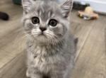 Scottish Fold & Scottish Straight Kittens - Scottish Fold Kitten For Sale - Bonney Lake&comma; WA&comma; US