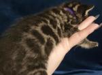 Charcoal spotted bengal kitten available - Bengal Kitten For Sale - Saint Augustine&comma; FL&comma; US