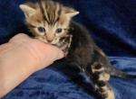 Brown marble bengal kitten for sale in Florida - Bengal Kitten For Sale - Saint Augustine&comma; FL&comma; US