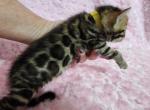 Wendy Brown rosetted bengal kitten female for sale - Bengal Kitten For Sale - Saint Augustine&comma; FL&comma; US