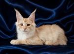 Vitas - Maine Coon Kitten For Sale - San Diego&comma; CA&comma; US