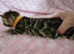 Raven brown rosetted bengal kitten female for sale - Bengal Kitten For Sale - Saint Augustine&comma; FL&comma; US