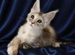 Vlada - Maine Coon Kitten For Sale - San Diego&comma; CA&comma; US
