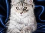 Vicky - Maine Coon Kitten For Sale - San Diego&comma; CA&comma; US