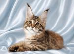 Verona - Maine Coon Kitten For Sale - San Diego&comma; CA&comma; US