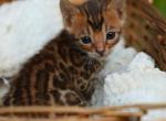 lollipop - Bengal Kitten For Sale - San Francisco&comma; CA&comma; US