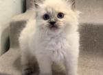 Ragdoll kitten - Ragdoll Kitten For Adoption - Auburn&comma; WA&comma; US