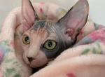 Green Eyed Blue Torti Bambino - Sphynx Kitten For Sale - Mesa&comma; AZ&comma; US