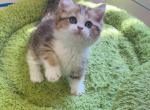 Dandan - Munchkin Kitten For Sale - 