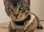 Cleo - Domestic Kitten For Adoption - Compton&comma; CA&comma; US