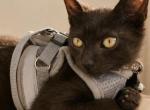 Nyx - Domestic Kitten For Sale - Compton&comma; CA&comma; US