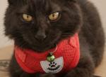 Salem - Domestic Kitten For Sale - Compton&comma; CA&comma; US