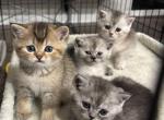 Scottish straight and British shorthair - Scottish Fold Kitten For Sale - Portland&comma; OR&comma; US