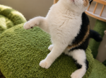 Yumi - British Shorthair Kitten For Sale - San Jose&comma; CA&comma; US