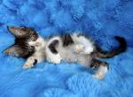 King - Maine Coon Kitten For Sale - Dresden&comma; OH&comma; US