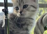 Doves litter - British Shorthair Kitten For Sale - Argyle&comma; TX&comma; US