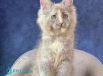 Siri - Maine Coon Kitten For Sale - Miami&comma; FL&comma; US