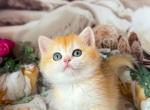 Asol - British Shorthair Kitten For Sale - Glendale&comma; CA&comma; US