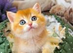 Atlas - British Shorthair Kitten For Sale - Glendale&comma; CA&comma; US