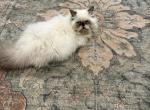 Chestnut reserved - Himalayan Kitten For Sale - 