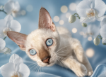 Cartier - Bengal Kitten For Sale - Barberton&comma; OH&comma; US
