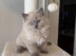 Mochi - Ragdoll Kitten For Sale - Naples&comma; FL&comma; US