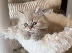 Toby - Ragdoll Kitten For Sale - Naples&comma; FL&comma; US