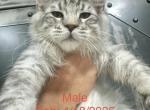 Lynx 1 - Maine Coon Kitten For Sale - 