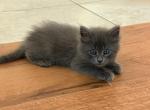 Maximus Decimus Meridius - Maine Coon Kitten For Adoption - Cocoa&comma; FL&comma; US