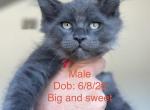 Blues - Maine Coon Kitten For Sale - Boerne&comma; TX&comma; US