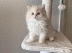 Milo - Ragdoll Kitten For Sale - Naples&comma; FL&comma; US