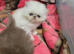 Persian - Persian Kitten For Sale - NY&comma; US