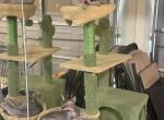 Mother and Daughter - Sphynx Kitten For Sale - Loganville&comma; GA&comma; US
