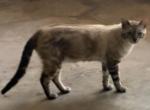 Hank - Bengal Cat For Sale/Service - Indianola&comma; IA&comma; US