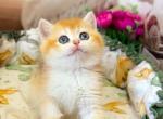 Ameli - British Shorthair Kitten For Sale - Glendale&comma; CA&comma; US