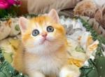 Adel - British Shorthair Kitten For Sale - Glendale&comma; CA&comma; US