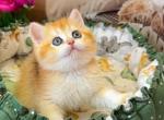 Adel - British Shorthair Kitten For Sale - 
