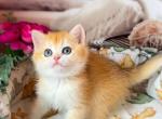 Asol - British Shorthair Kitten For Sale - 