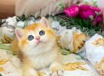 Ameli - British Shorthair Kitten For Sale - Wheeling&comma; IL&comma; US