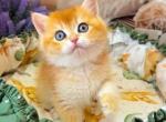 Atlas - British Shorthair Kitten For Sale - Wheeling&comma; IL&comma; US