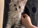 Orion - Maine Coon Kitten For Sale - Bechtelsville&comma; PA&comma; US
