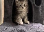 Cosmo - Maine Coon Kitten For Sale - Bechtelsville&comma; PA&comma; US