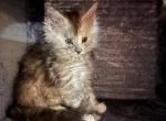 Nova - Maine Coon Kitten For Sale - Bechtelsville&comma; PA&comma; US
