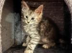 Apollo - Maine Coon Kitten For Sale - Bechtelsville&comma; PA&comma; US